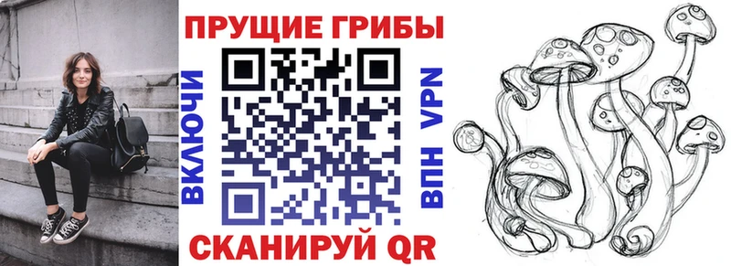 Купить закладки  Новороссийск  Псилоцибиновые грибы Psilocybine cubensis 